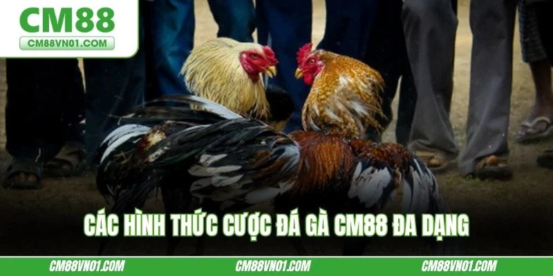 Các hình thức cược đá gà CM88 đa dạng