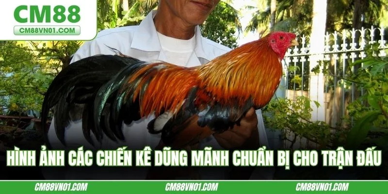 Hình ảnh các chiến kê dũng mãnh chuẩn bị cho trận đấu